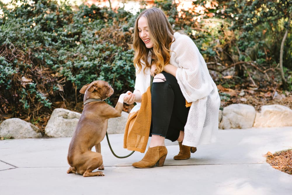 Boston Terrier giving her owner a handshake