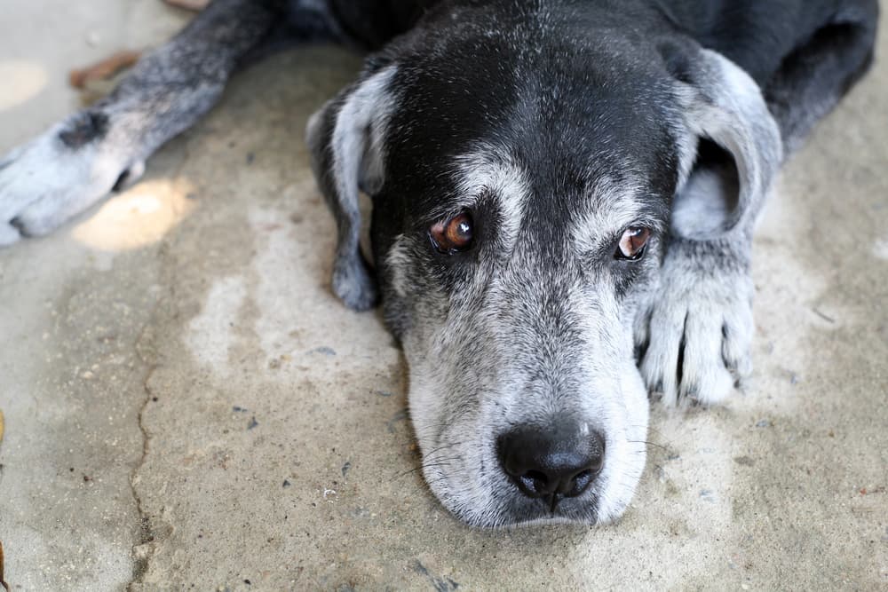 unhappy dog