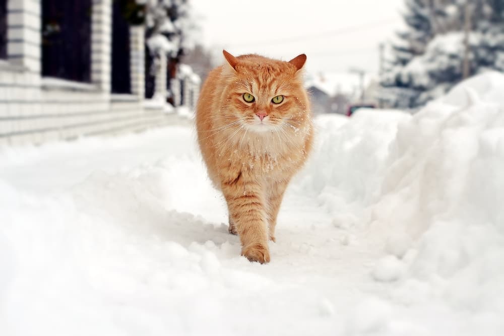 outdoor cat walking in snow