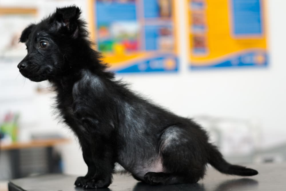 Small puppy with hair loss