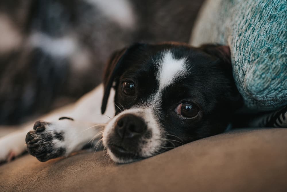 Lethargic dog on couch