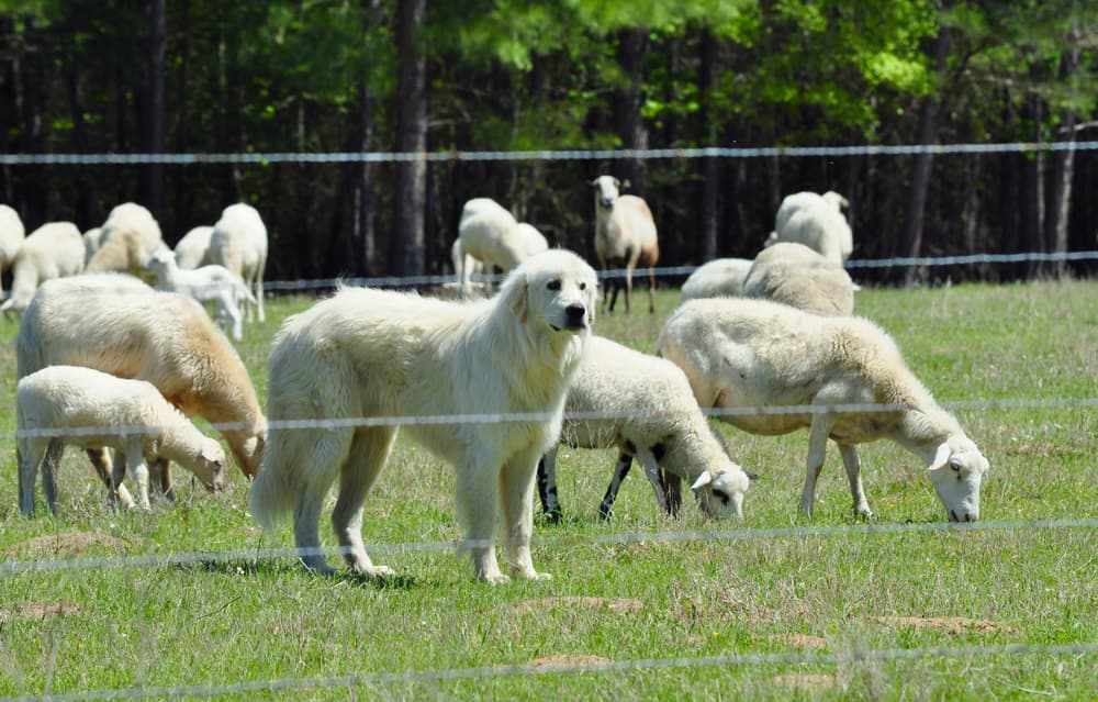 Great Pyrenees dog breed herding sheep