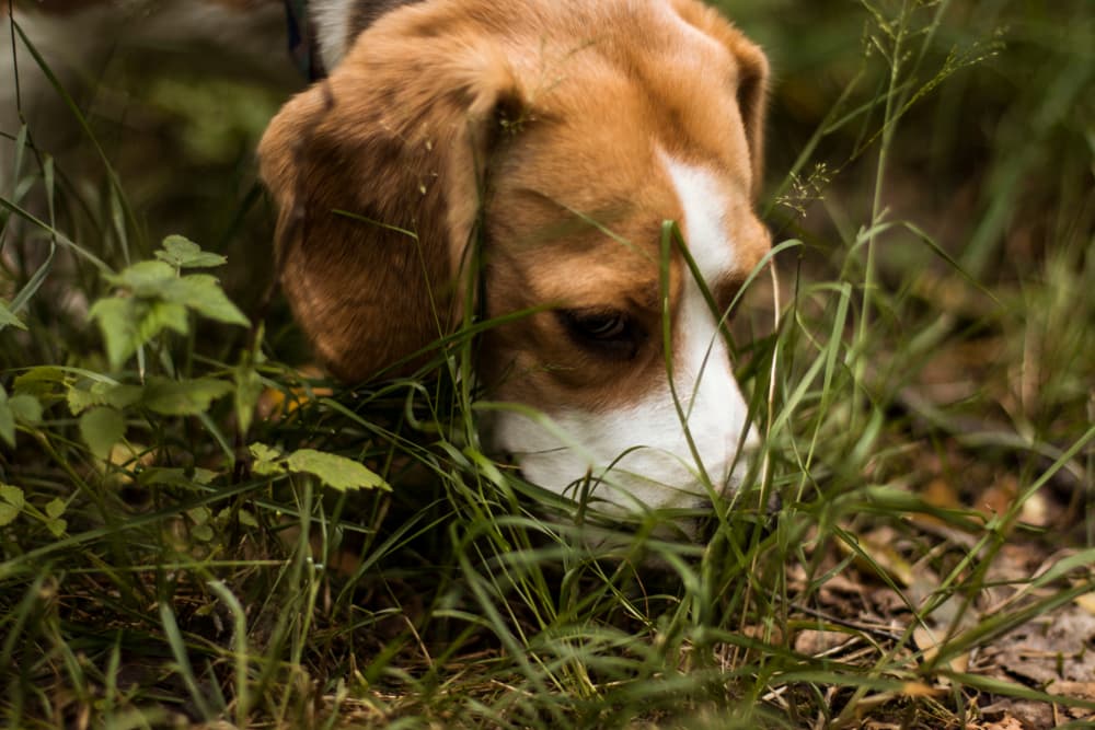 Beagle sniffing ground