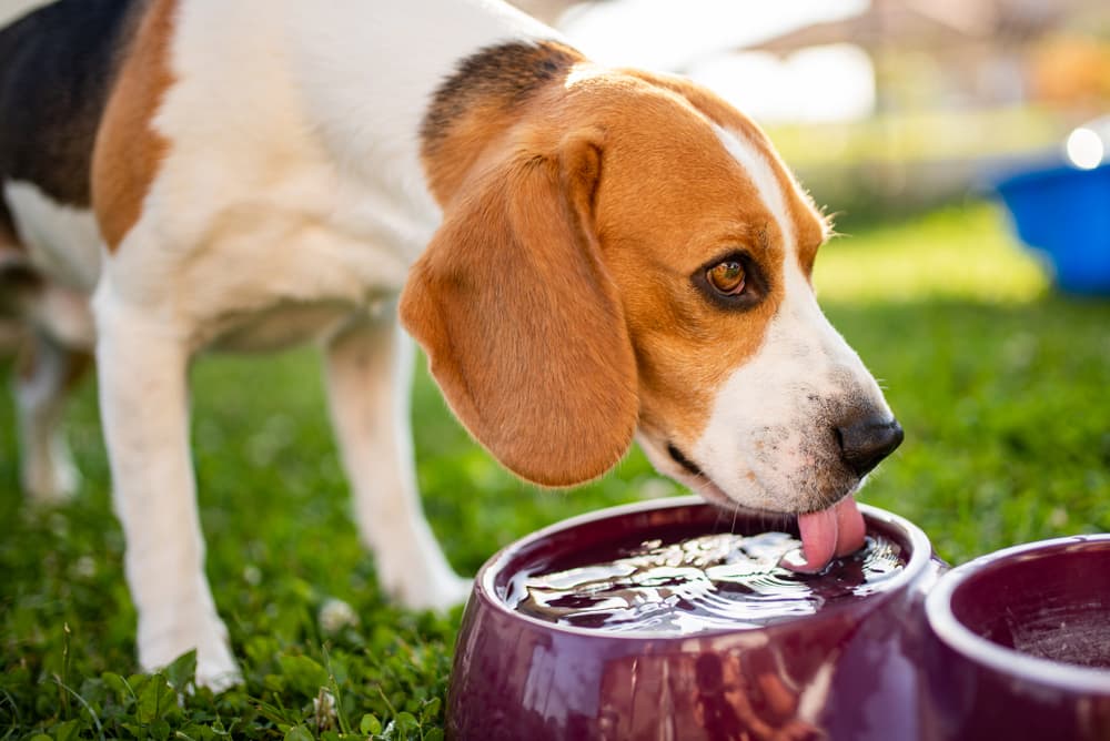 Beagle drinking water