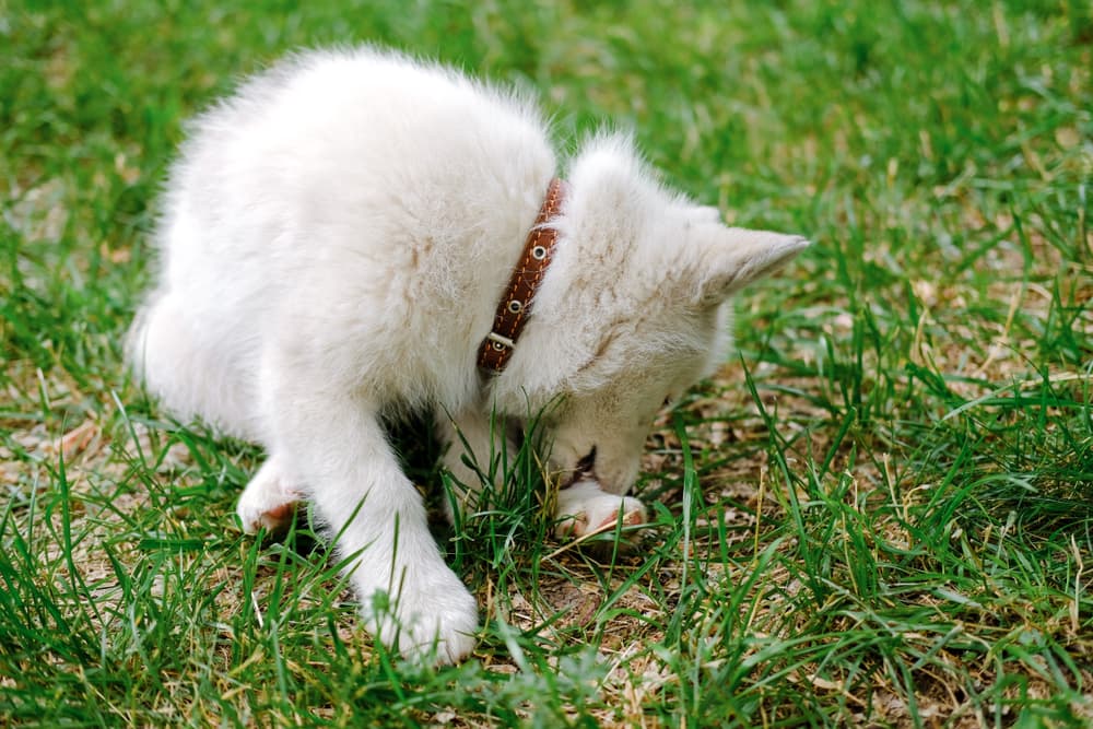 Dog chewing spider bite