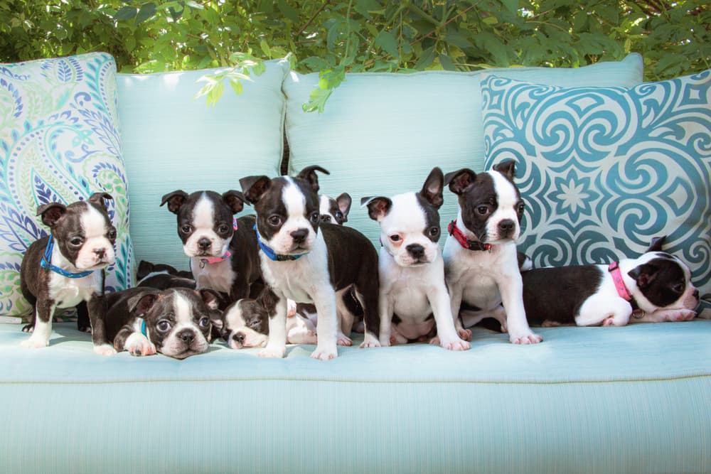 Litter of Boston Terrier puppies
