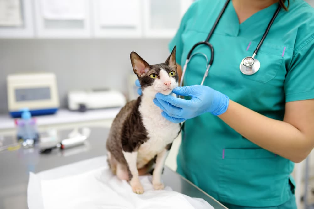 Senior cat at veterinarian