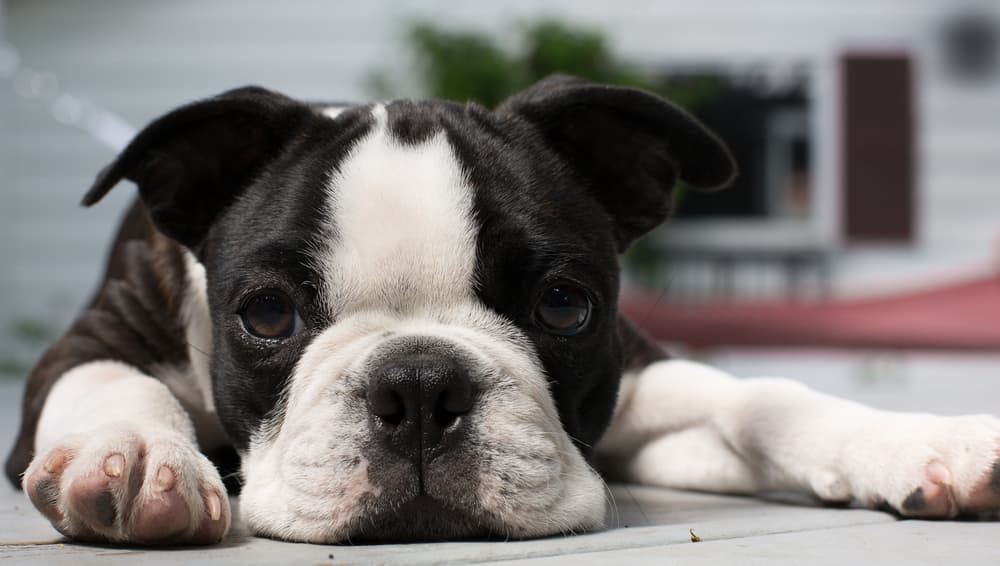 Boston Terrier laying on the ground
