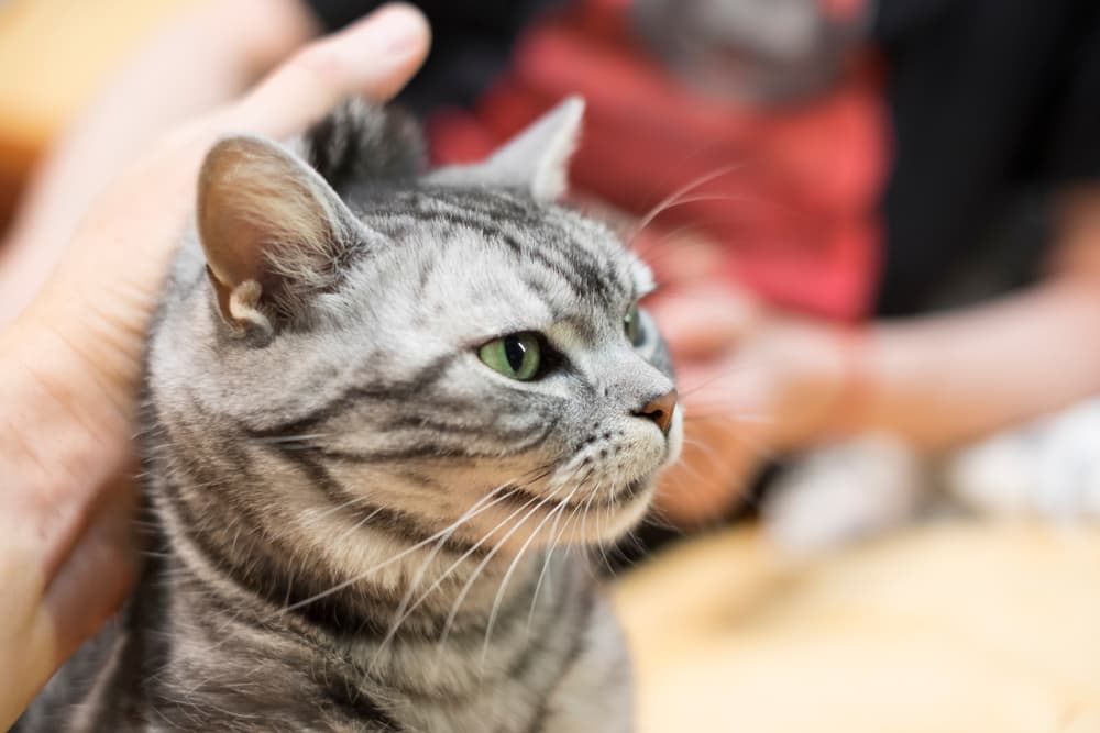 6 Reasons to NEVER Scruff a Cat