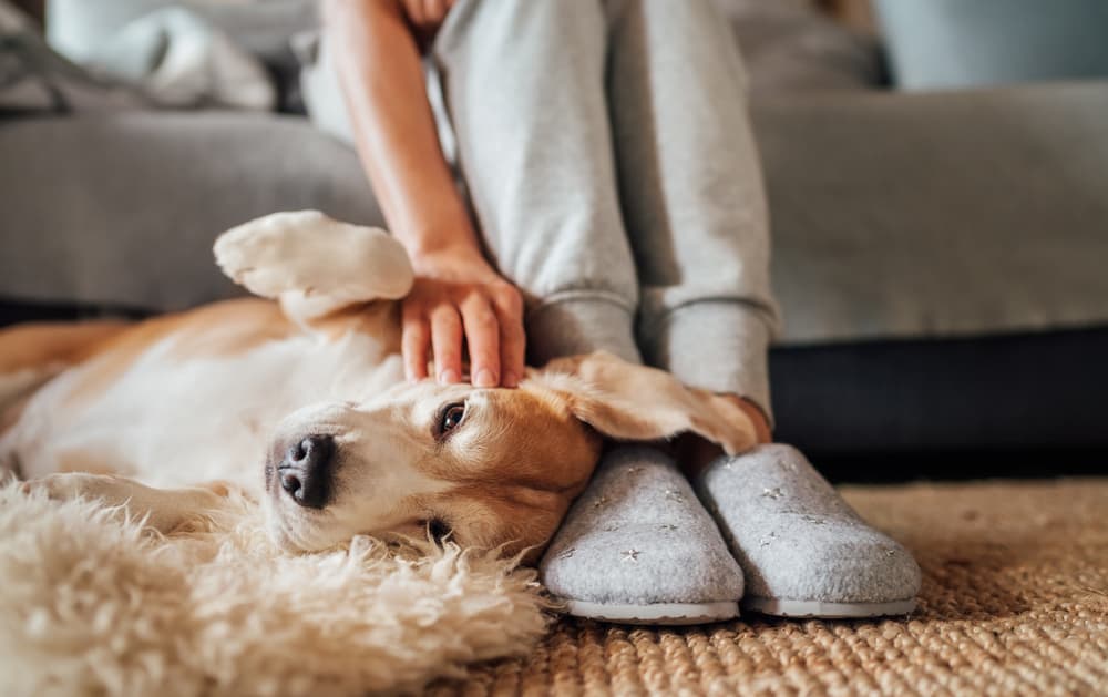 Dog being pet by person