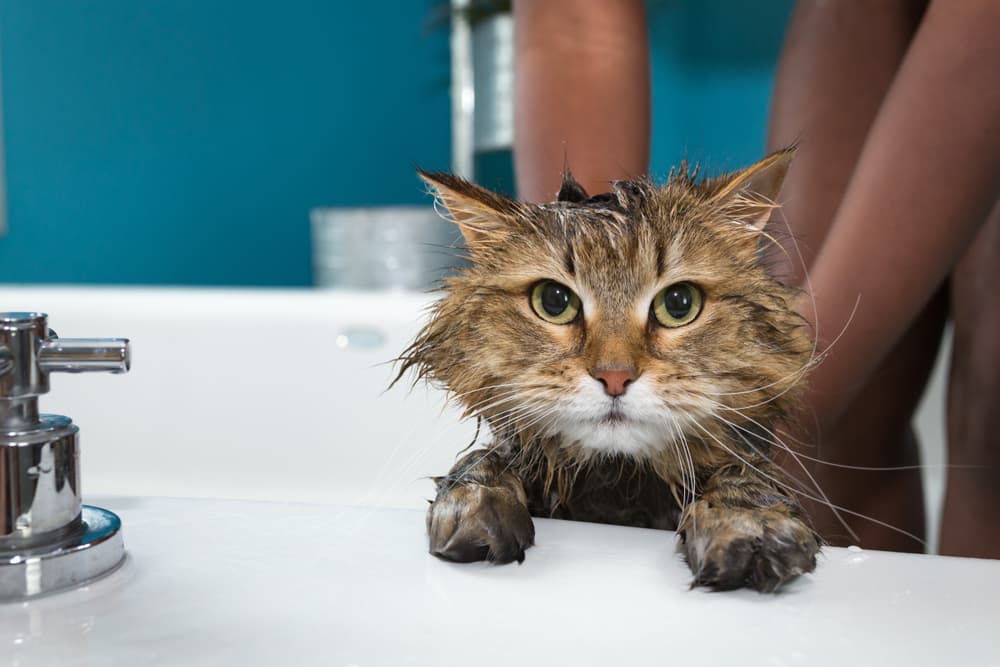 Cat in bath tub