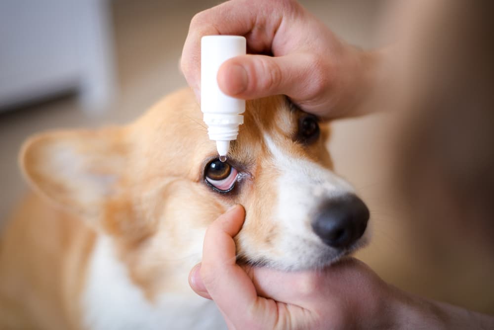 Corgi getting eye drops