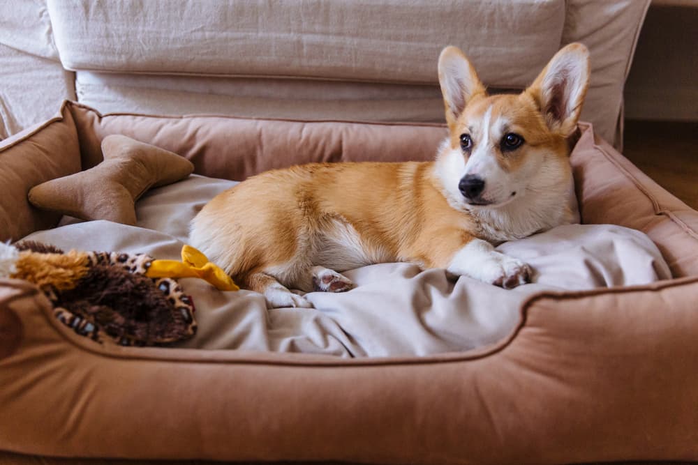 Dog safe in bed