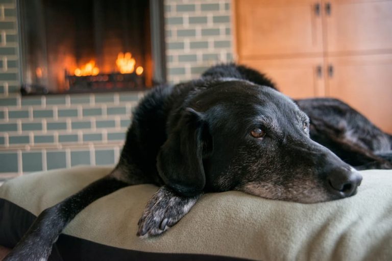 Old dog rests by fire