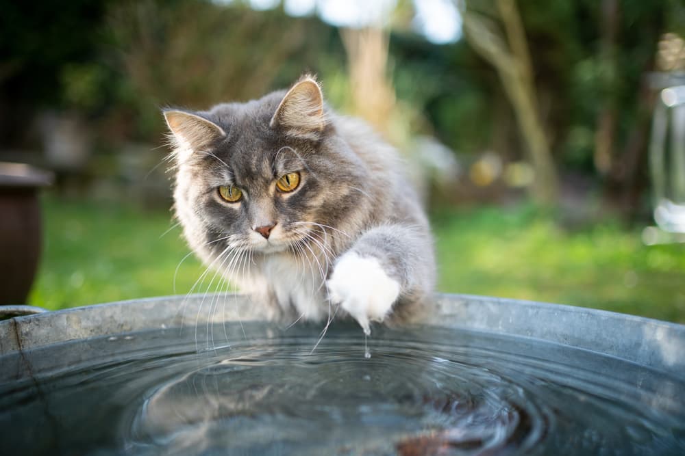 maine coon playing in water