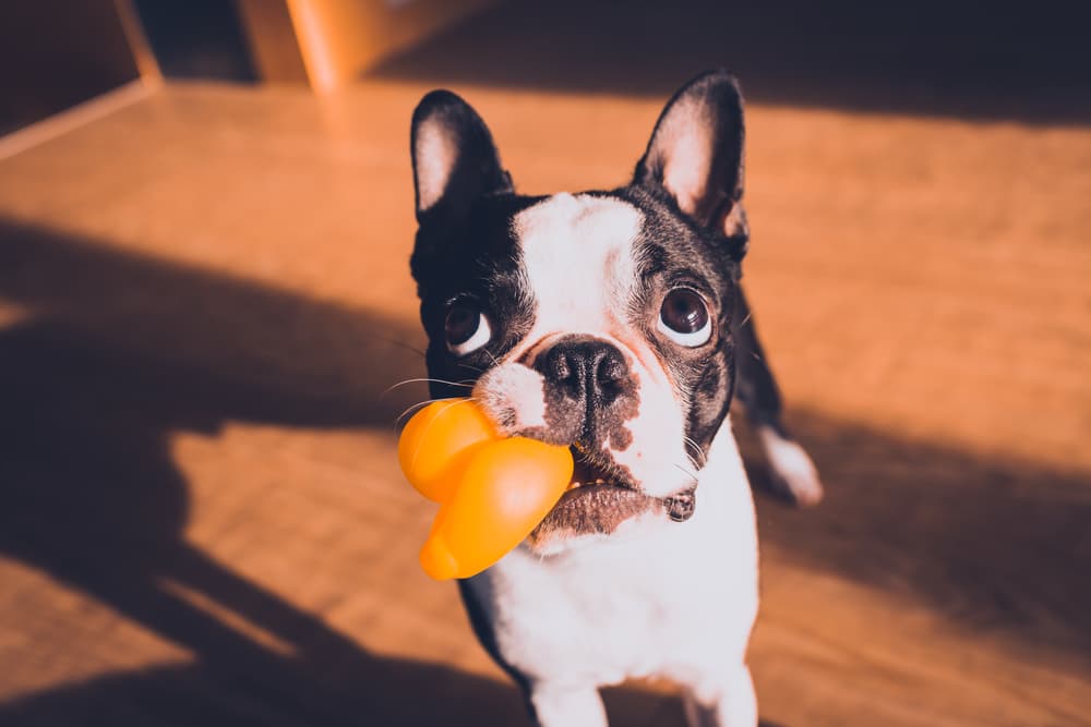 Boston Terrier looking up at the camera