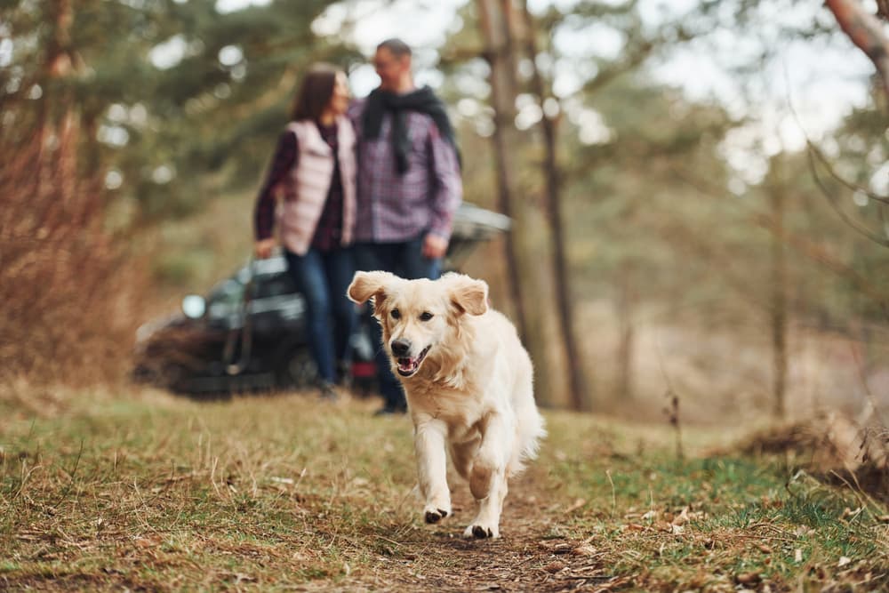 Trifexis for Dogs: Heartworm, Parasite & Flea Medicine 