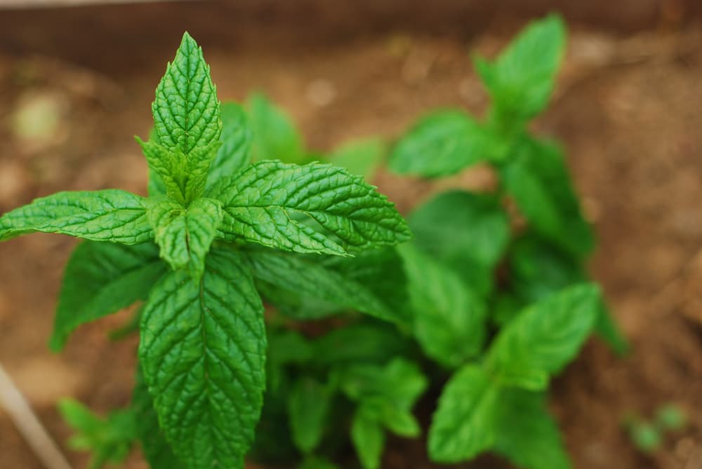 peppermint plant