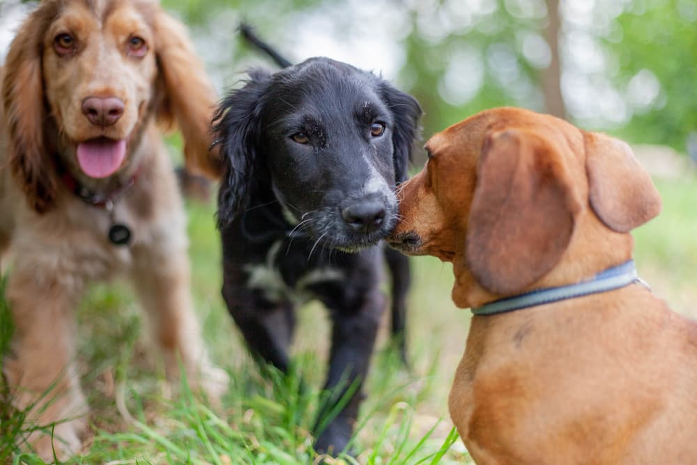 Canine Papilloma Virus