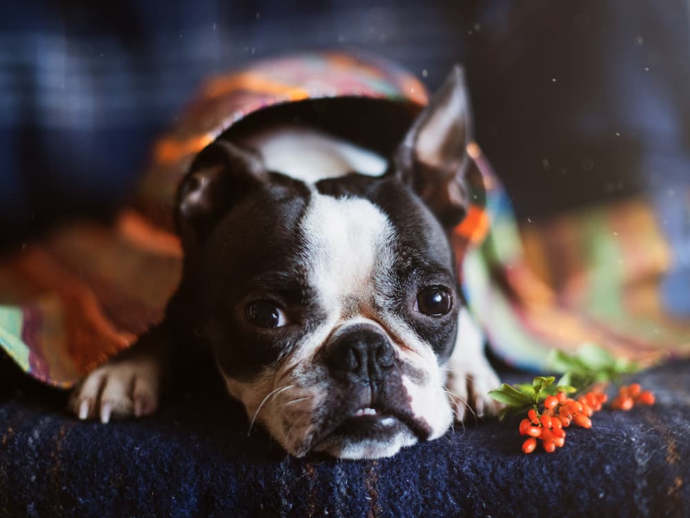 Boston Terrier wrapped in blanket on the couch