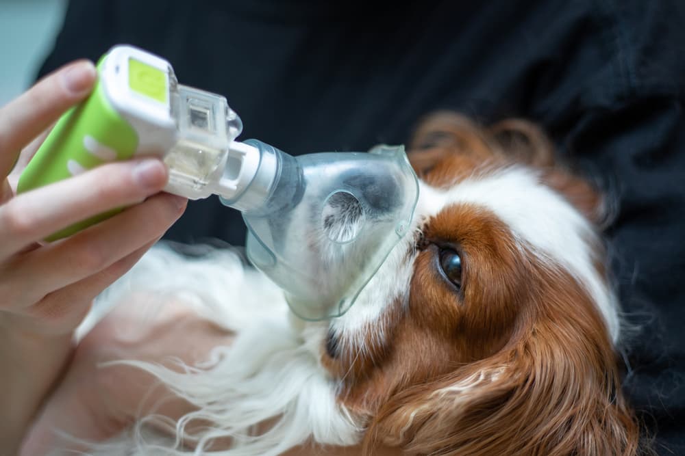 Dog with nebulizer