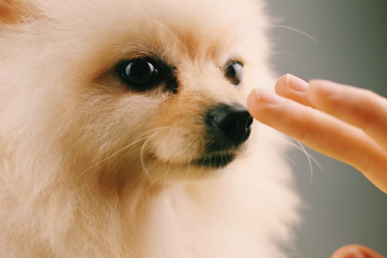 Person touching dog's warm nose