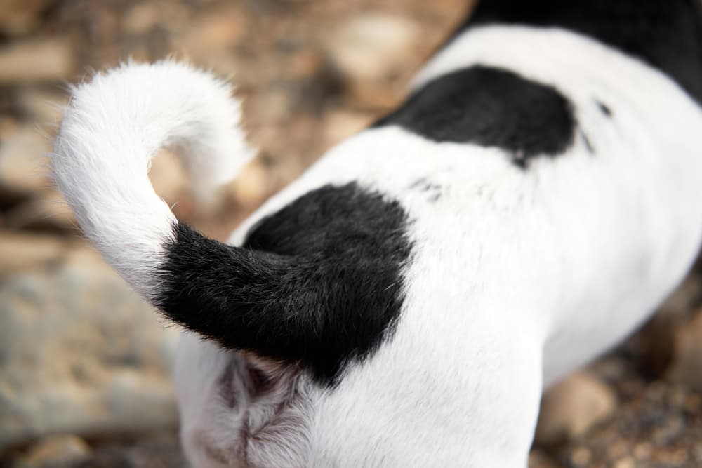 Dog anus with tail lifted