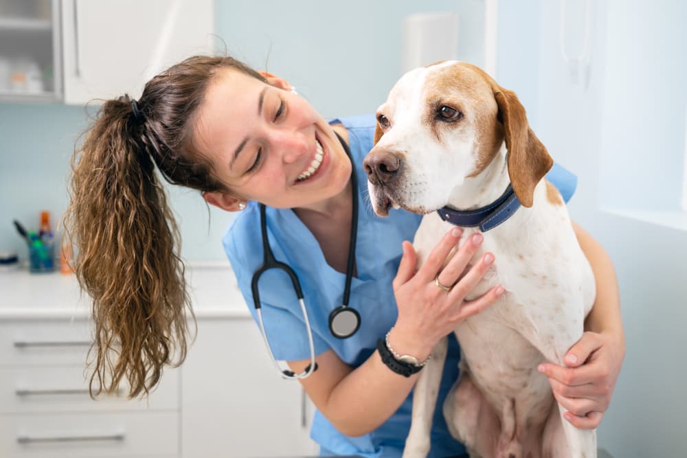 Senior Beagle at vet