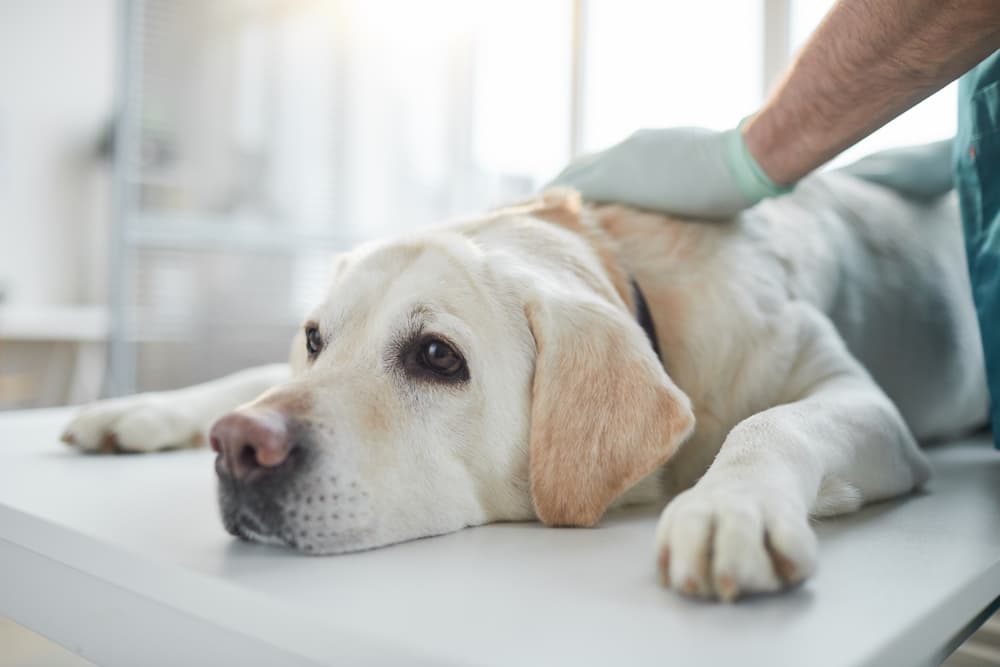 Dog at vet for chocolate poisoning