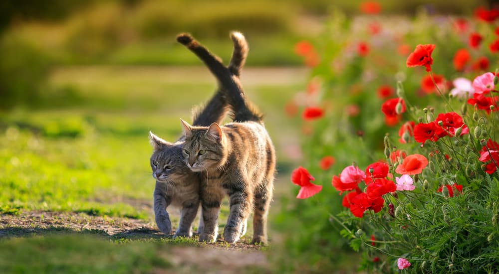 cats together