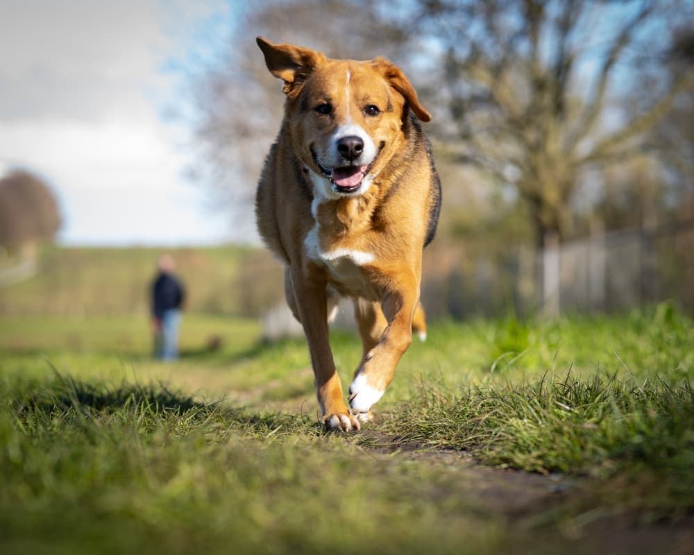 dog running