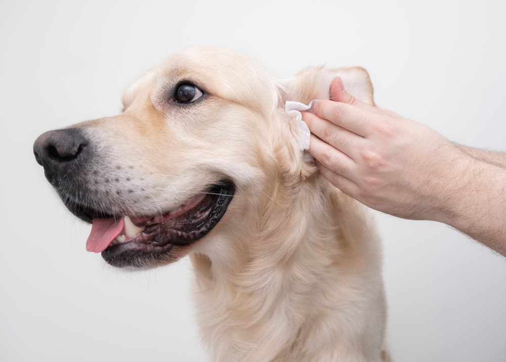 Woman cleaning dog ears