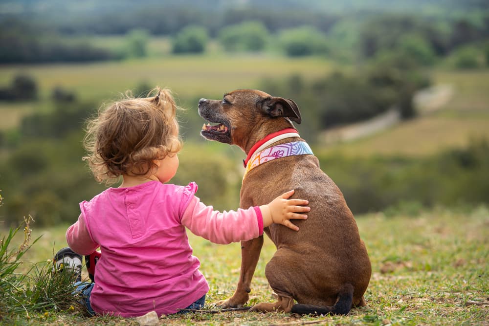Can Dogs Be Autistic?