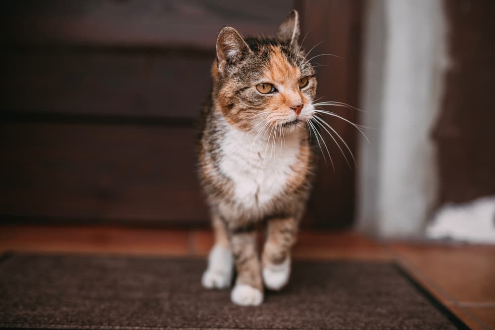 Older Cat Losing Weight: 8 Common Causes