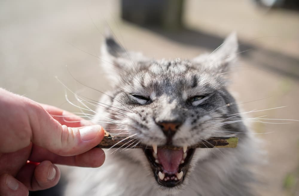 Cat with silver vine stick