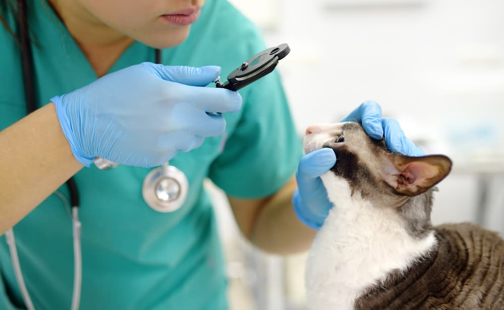 Cat eye exam