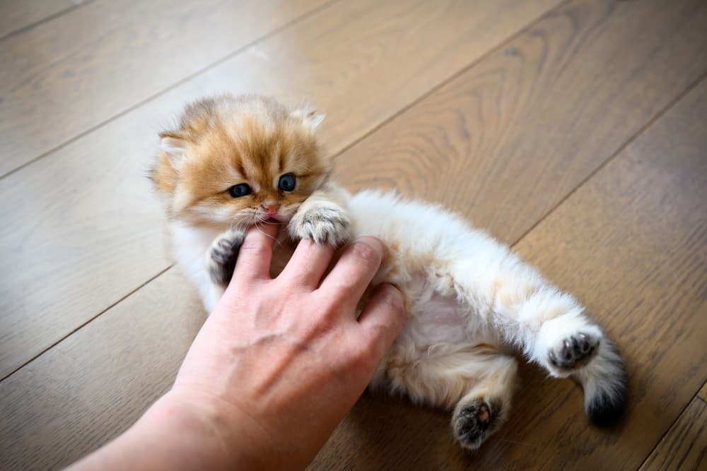 Why Do Kittens Bite?