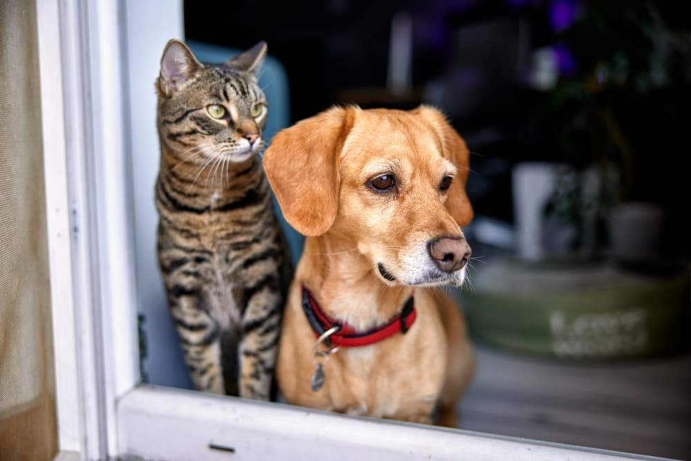 Credelio for Dogs and Cats: Tick & Flea Protection