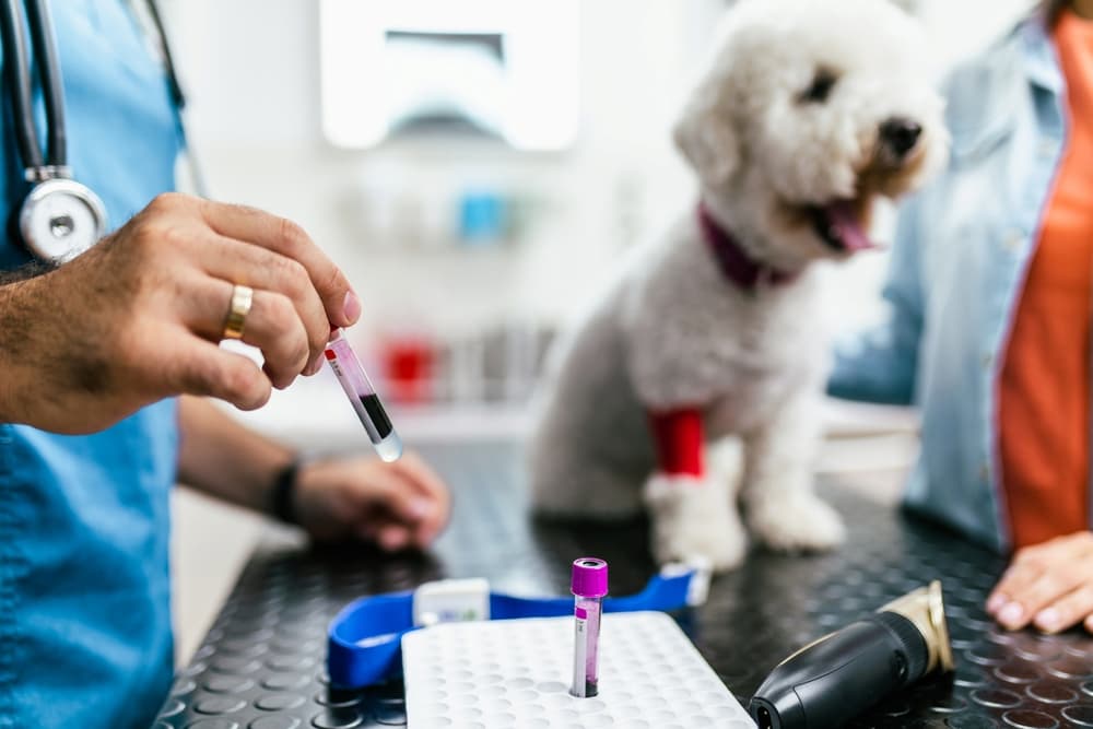 Vet does blood work on dog