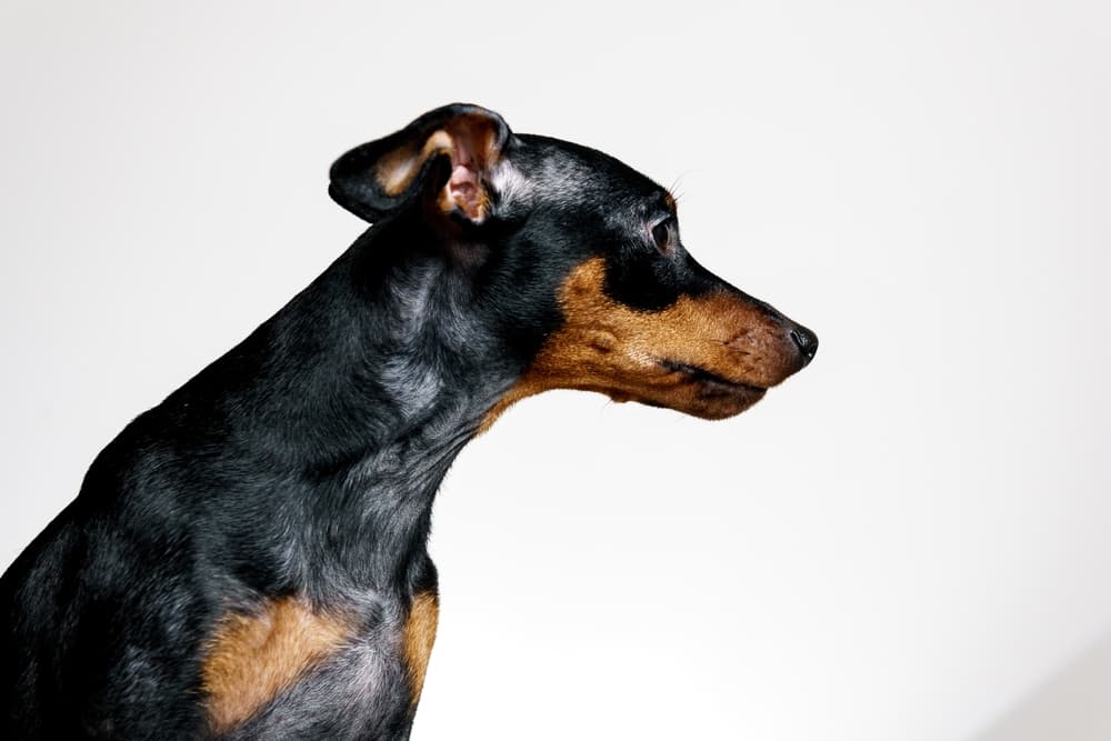 Dog Losing Hair: 11 Causes and How to Help