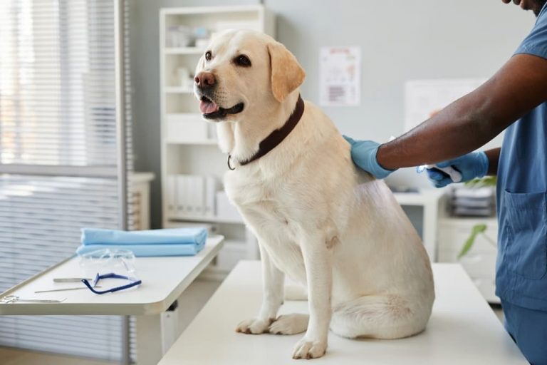Vet examines Labrador