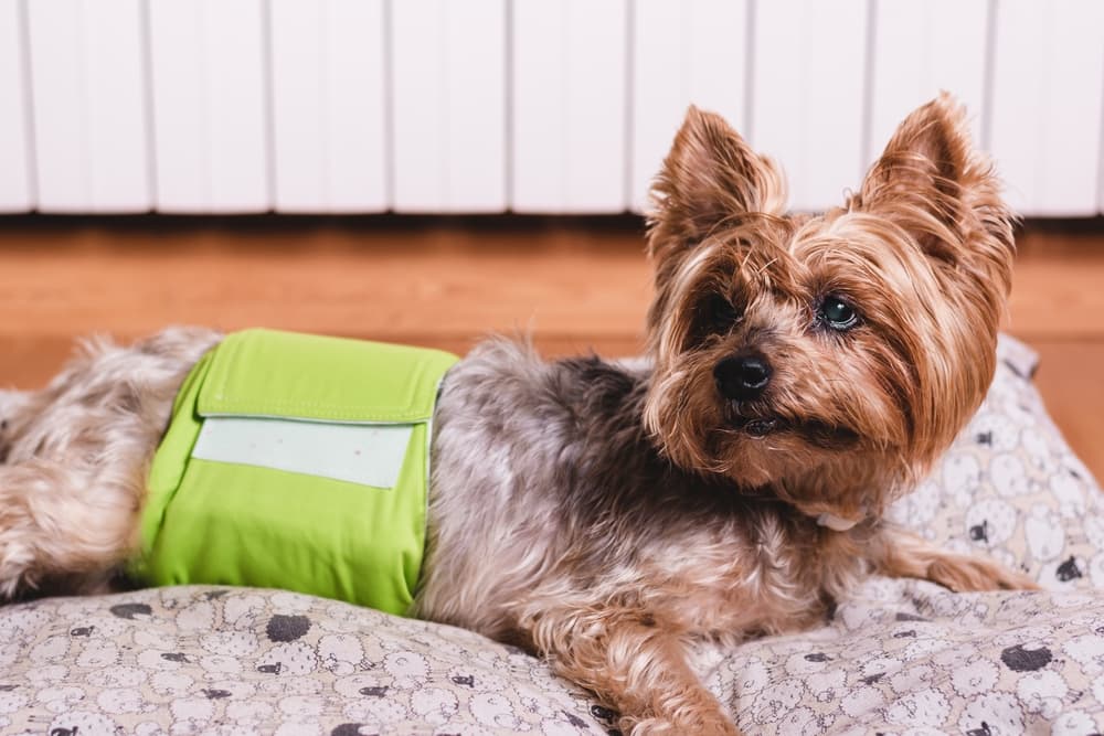 Dog wearing belly band