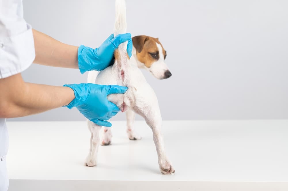 Dog getting rectal exam