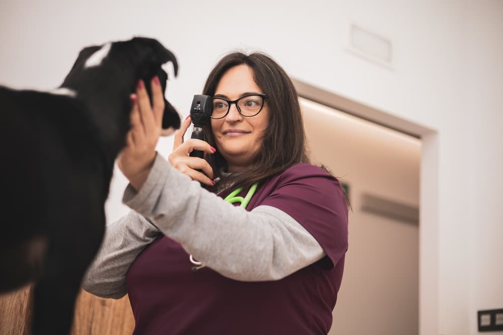 Veterinarian examining dog eyes
