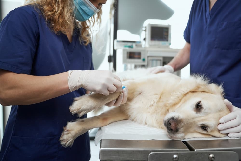 Vet preps dog for IV drip
