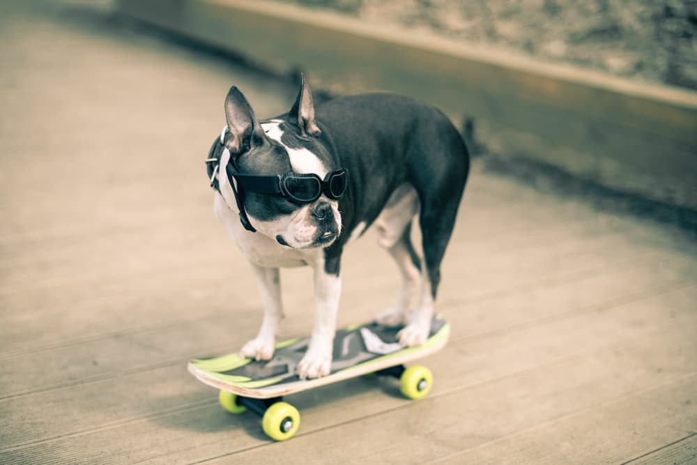 Boston Terrier riding a skateboard