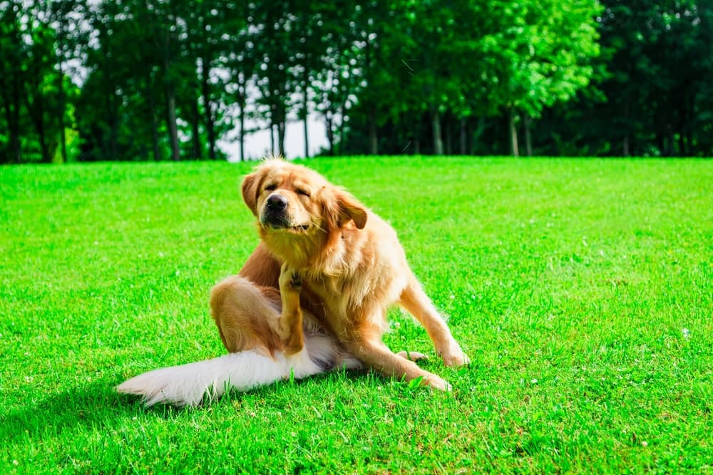 Why Is My Dog Itching So Much?