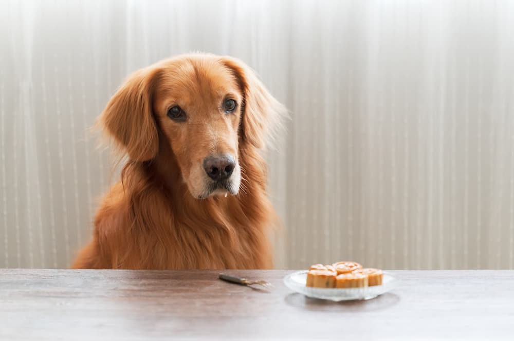 Golden Retriever at table