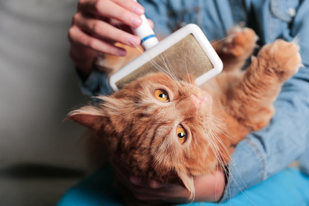 grooming cat that is shedding