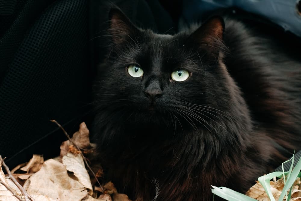 black mystical cat